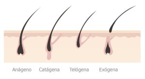 fases del ciclo de vida del pelo